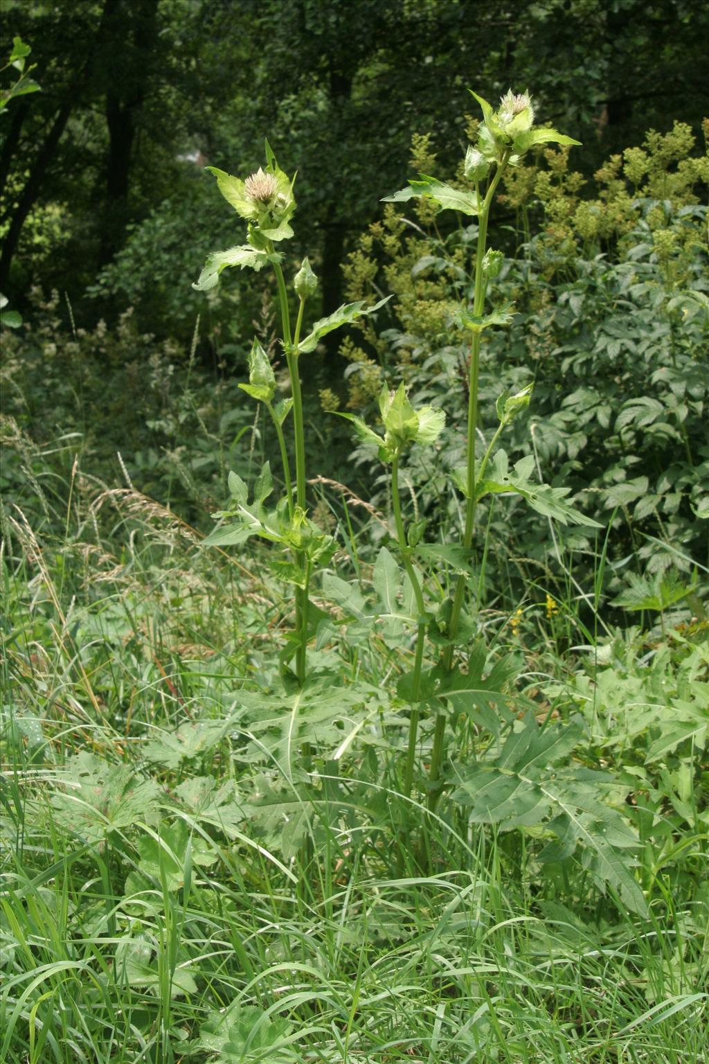 Cirsium oleraceum (door Willem Braam)