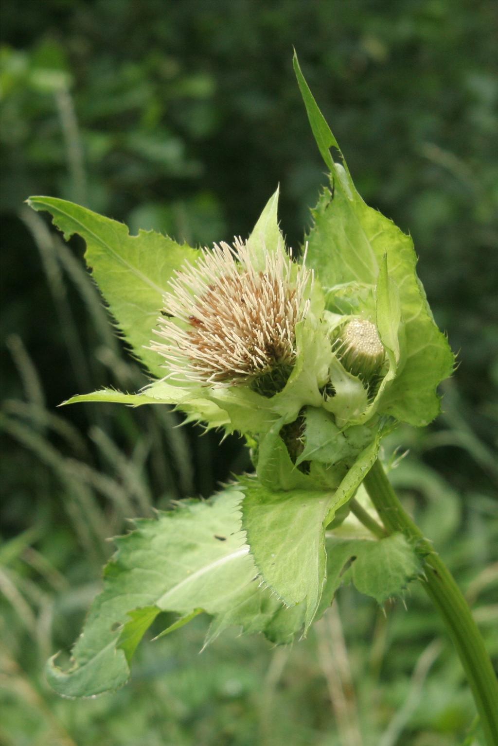 Cirsium oleraceum (door Willem Braam)