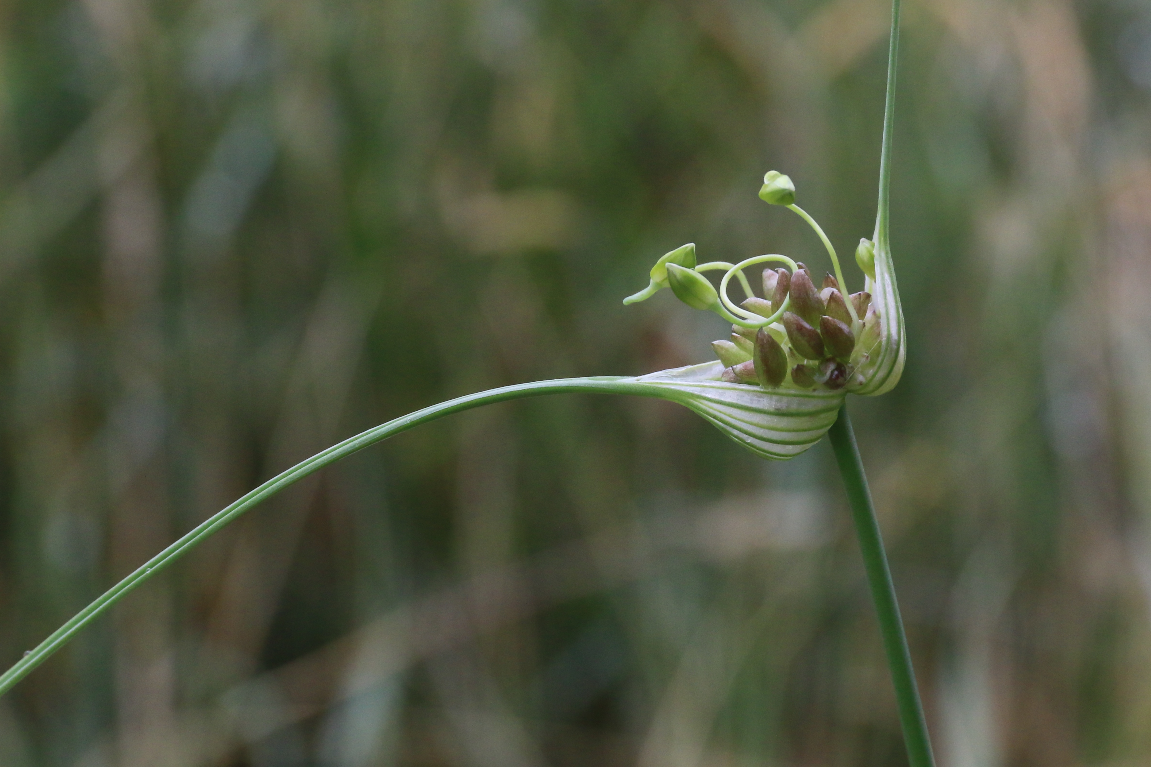 Allium oleraceum (door Willem Braam)