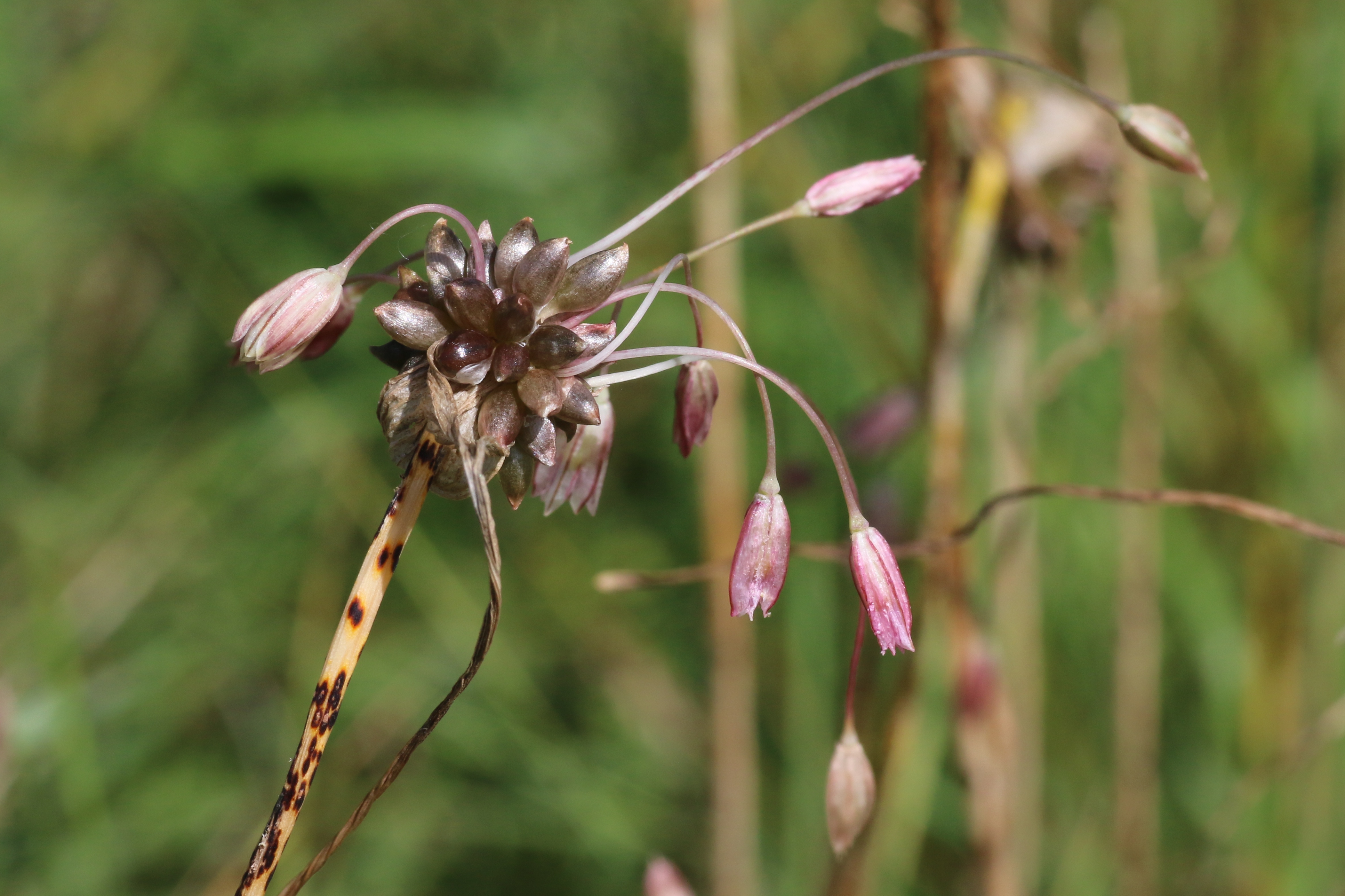 Allium oleraceum (door Willem Braam)