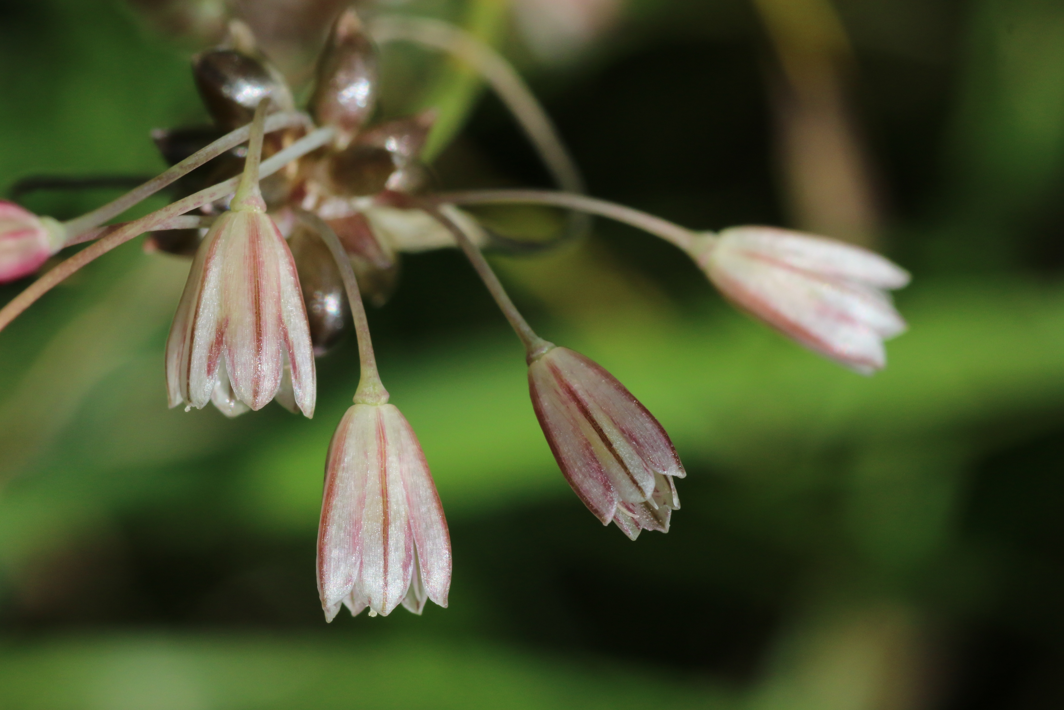 Allium oleraceum (door Willem Braam)