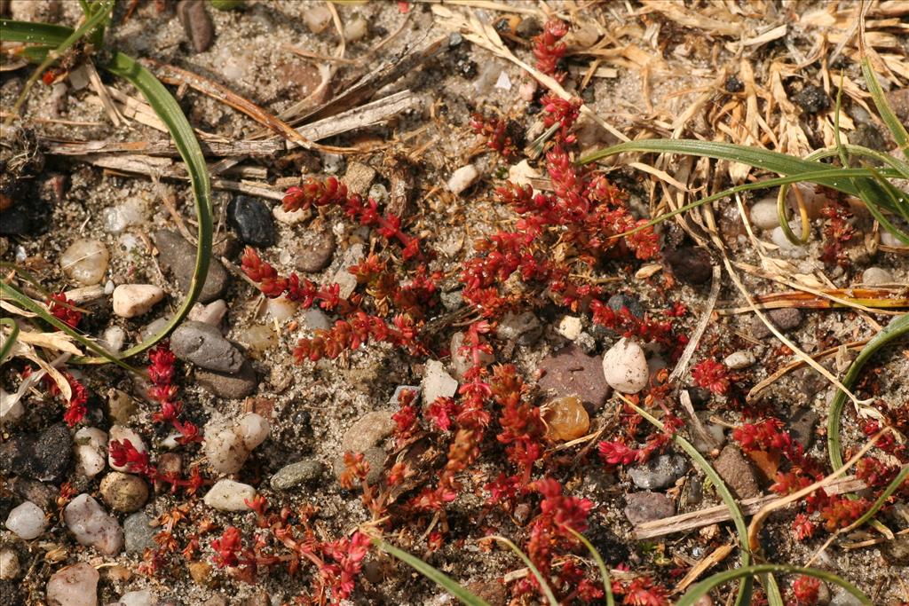 Crassula tillaea (door Willem Braam)