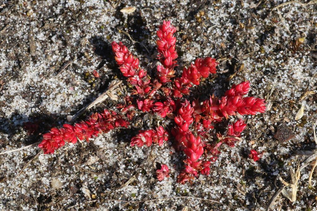 Crassula tillaea (door Willem Braam)