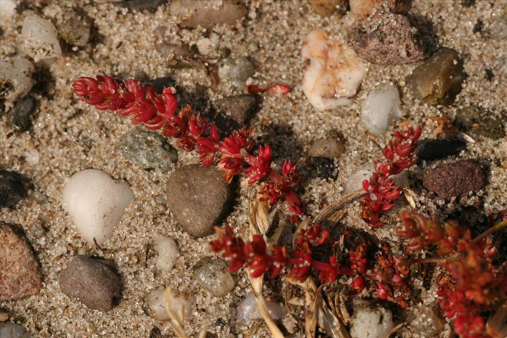 Crassula tillaea (door Willem Braam)