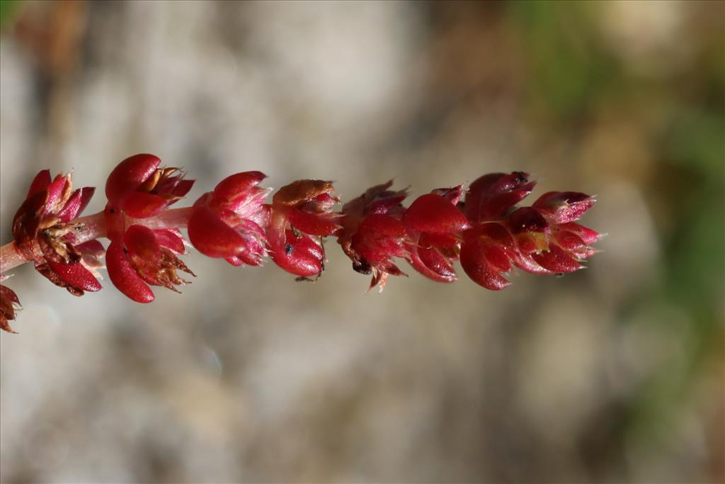 Crassula tillaea (door Willem Braam)