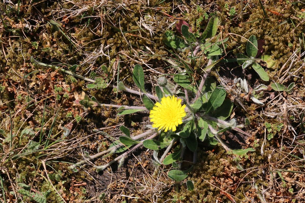 Pilosella officinarum (door Willem Braam)