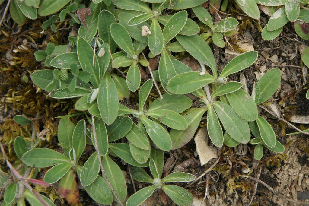 Pilosella officinarum (door Willem Braam)