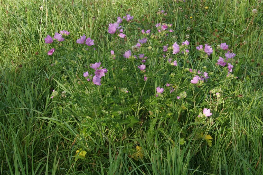 Malva moschata (door Willem Braam)