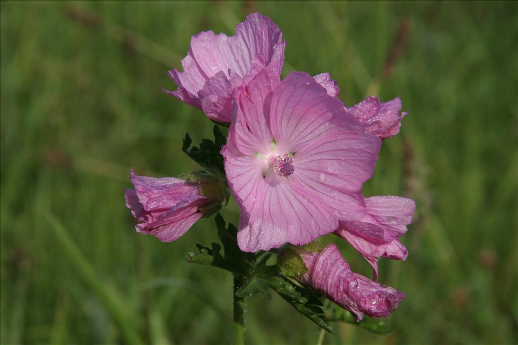 Malva moschata (door Willem Braam)