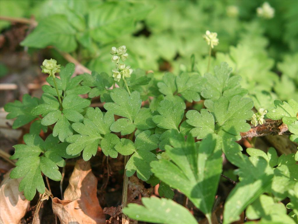 Adoxa moschatellina (door Willem Braam)