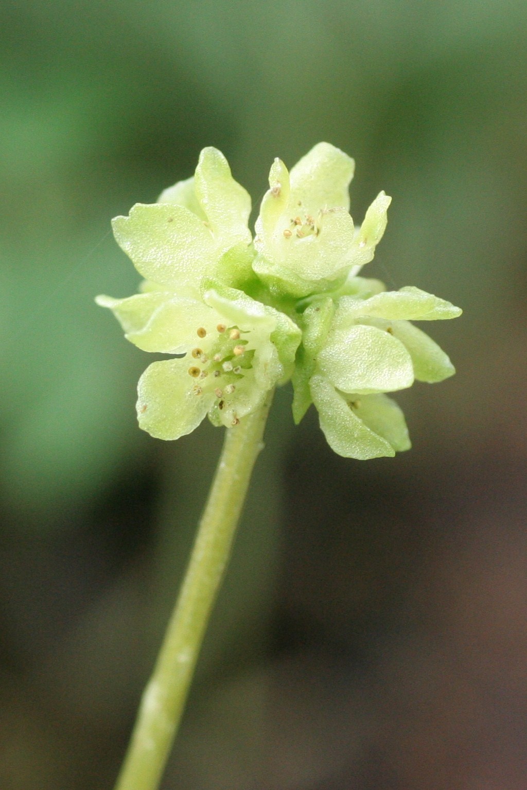 Adoxa moschatellina (door Willem Braam)