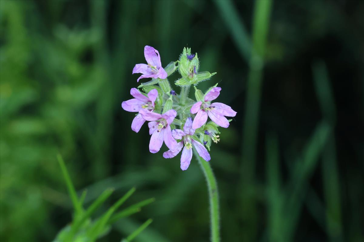 Erodium moschatum (door Willem Braam)