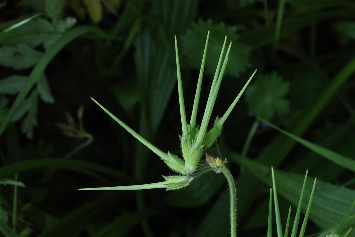 Erodium moschatum (door Willem Braam)