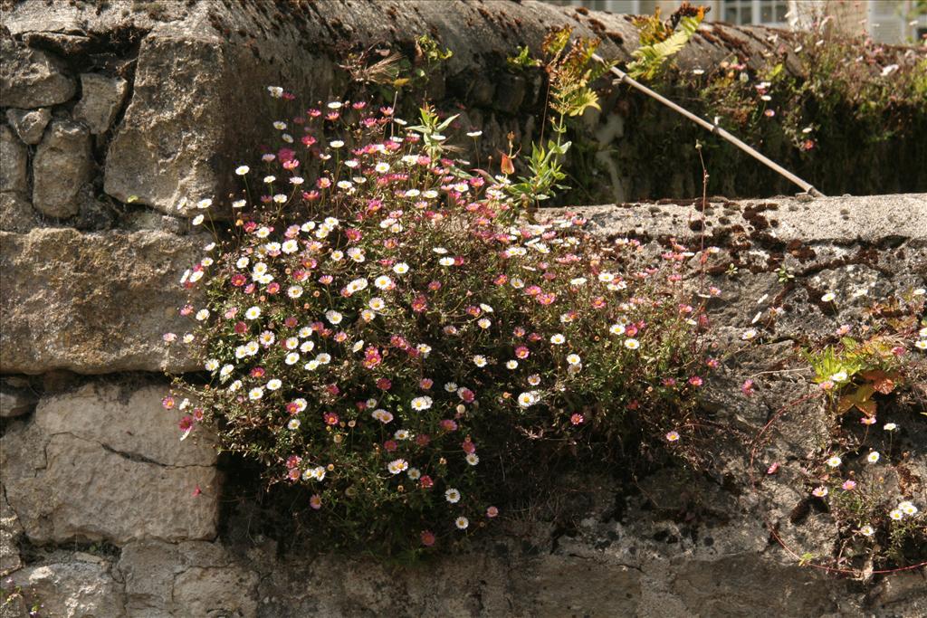 Erigeron karvinskianus (door Willem Braam)