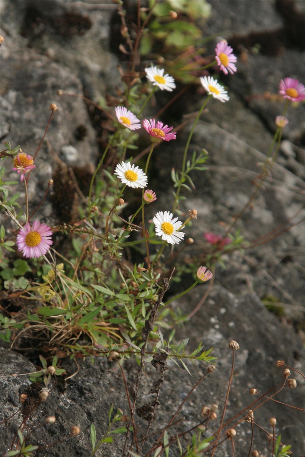 Erigeron karvinskianus (door Willem Braam)