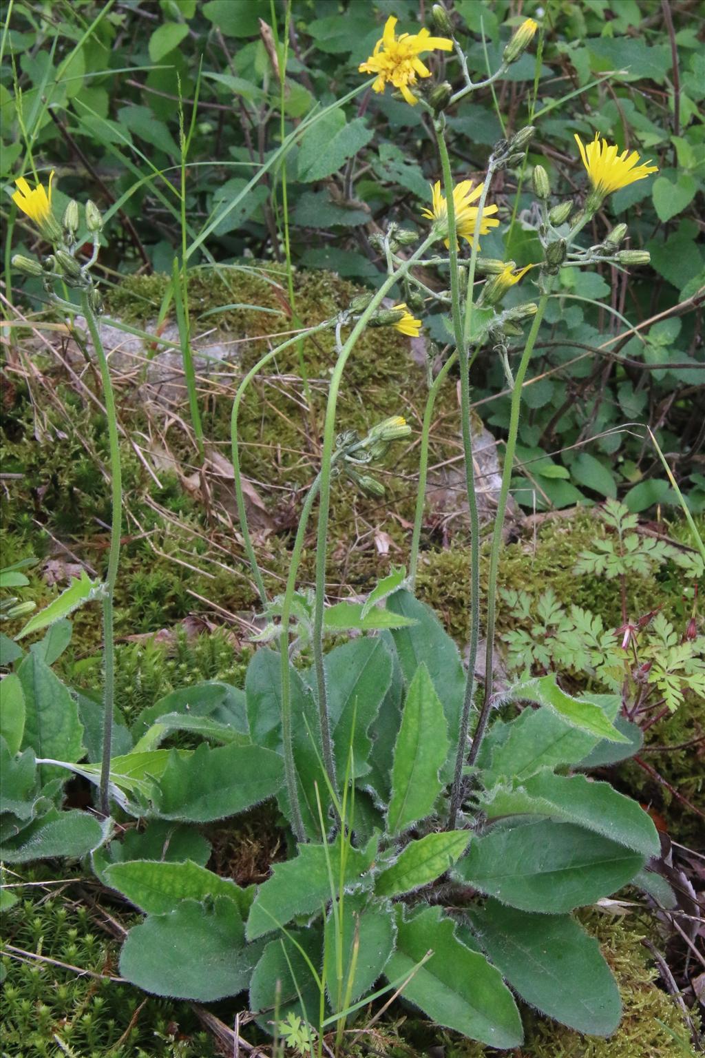 Hieracium sect. Hieracium (door Willem Braam)