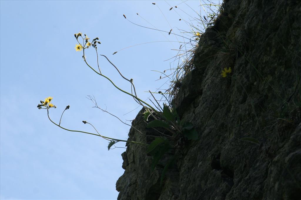 Hieracium sect. Hieracium (door Willem Braam)