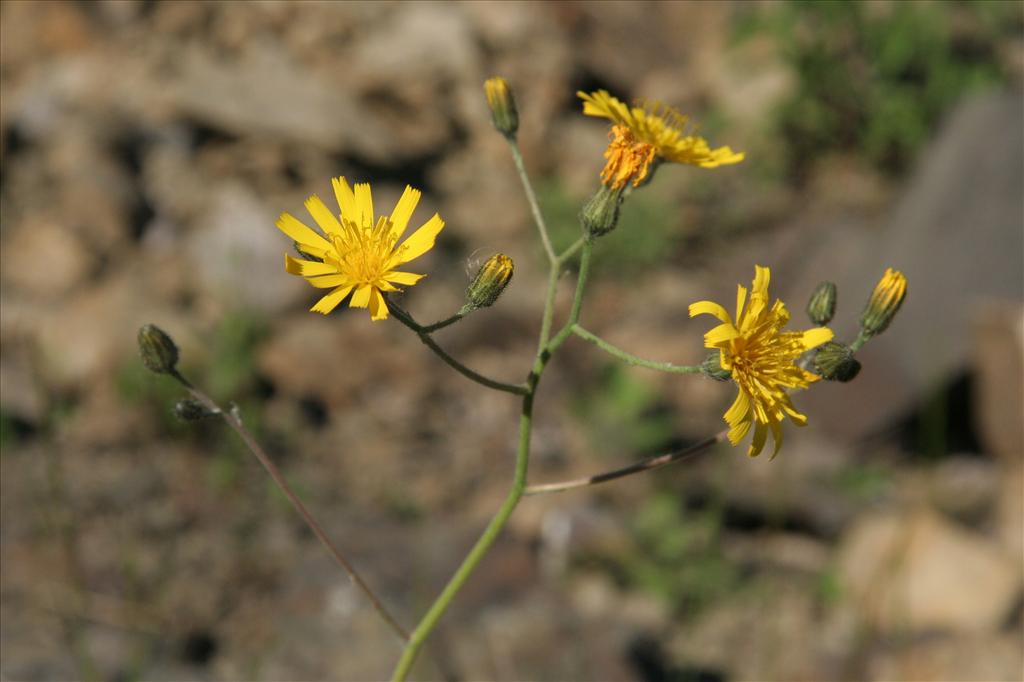 Hieracium sect. Hieracium (door Willem Braam)