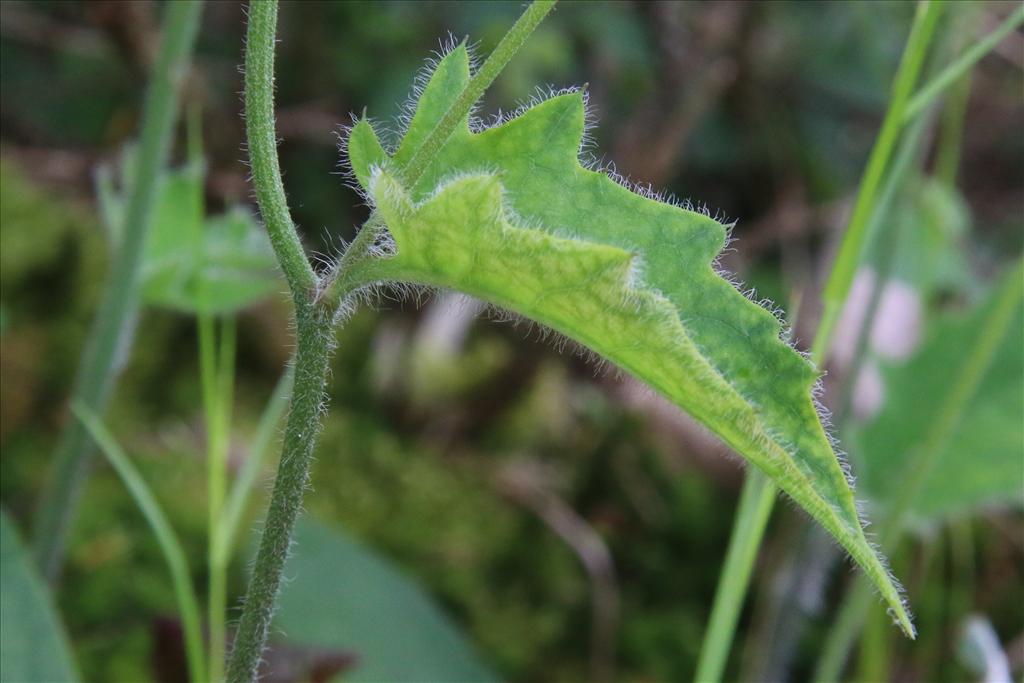 Hieracium sect. Hieracium (door Willem Braam)