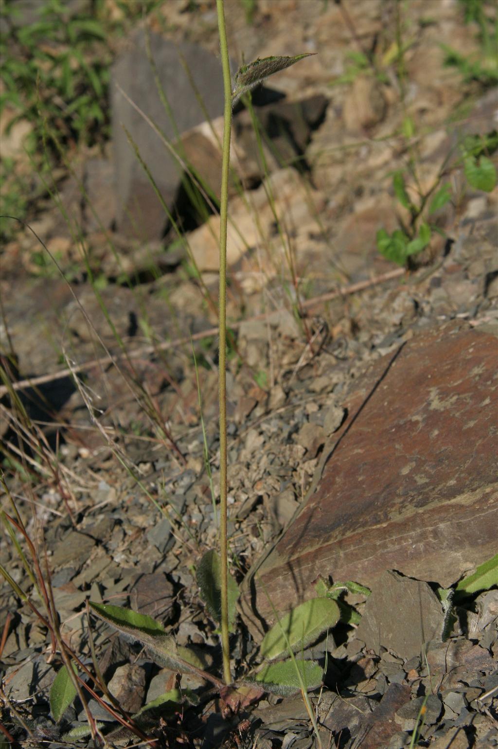 Hieracium sect. Hieracium (door Willem Braam)