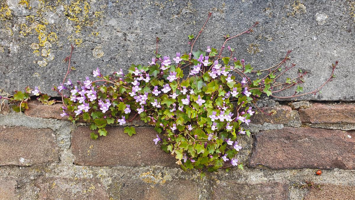 Cymbalaria muralis (door Willem Braam)