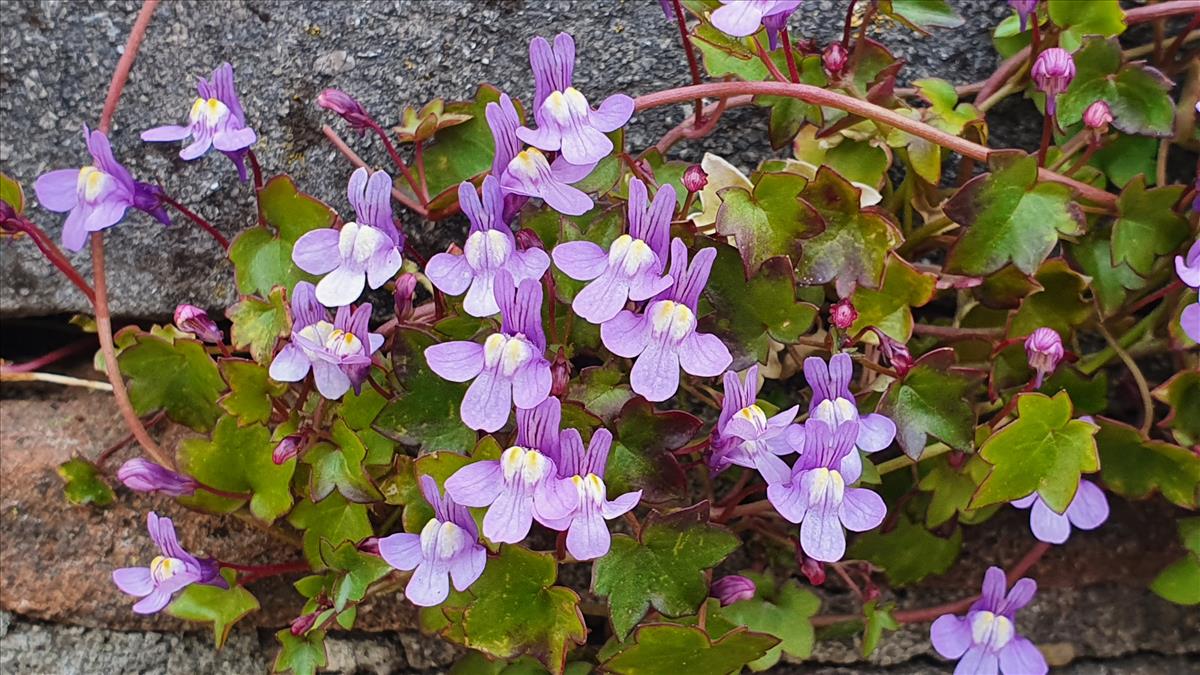 Cymbalaria muralis (door Willem Braam)