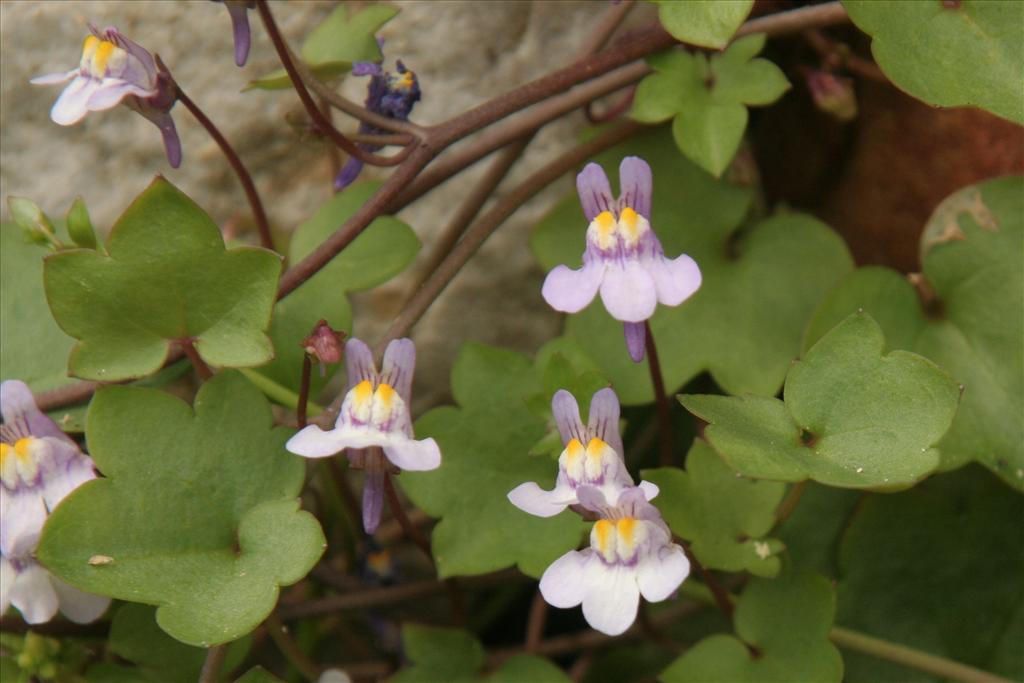 Cymbalaria muralis (door Willem Braam)