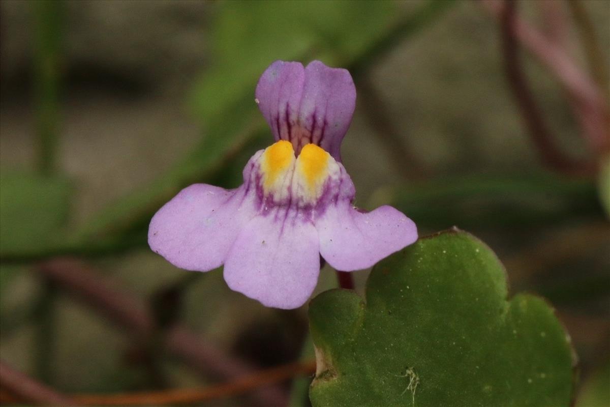 Cymbalaria muralis (door Willem Braam)