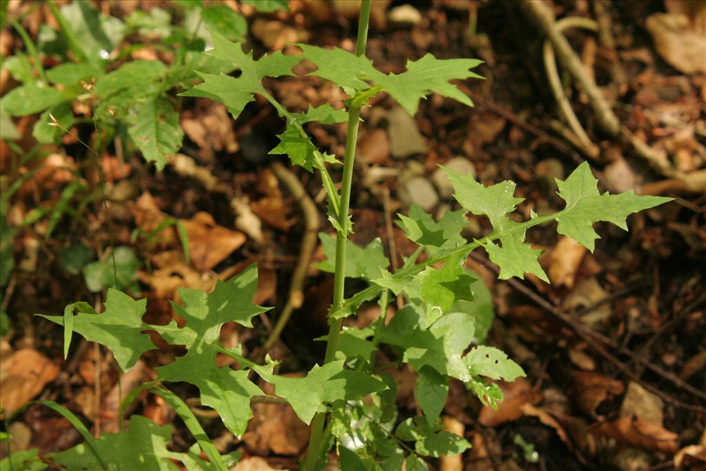 Mycelis muralis (door Willem Braam)