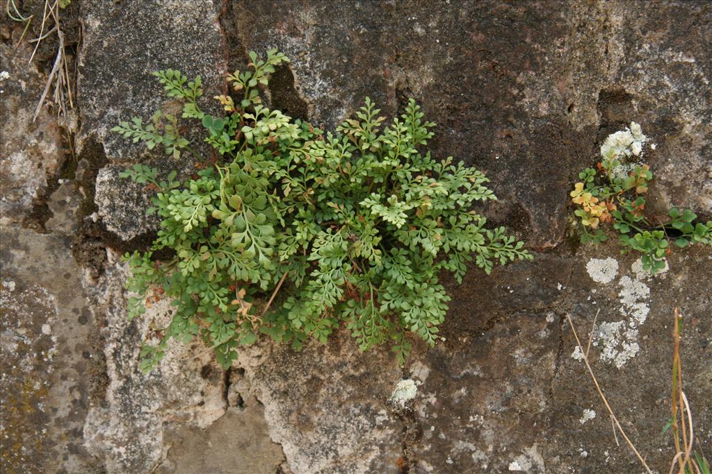 Asplenium ruta-muraria (door Willem Braam)