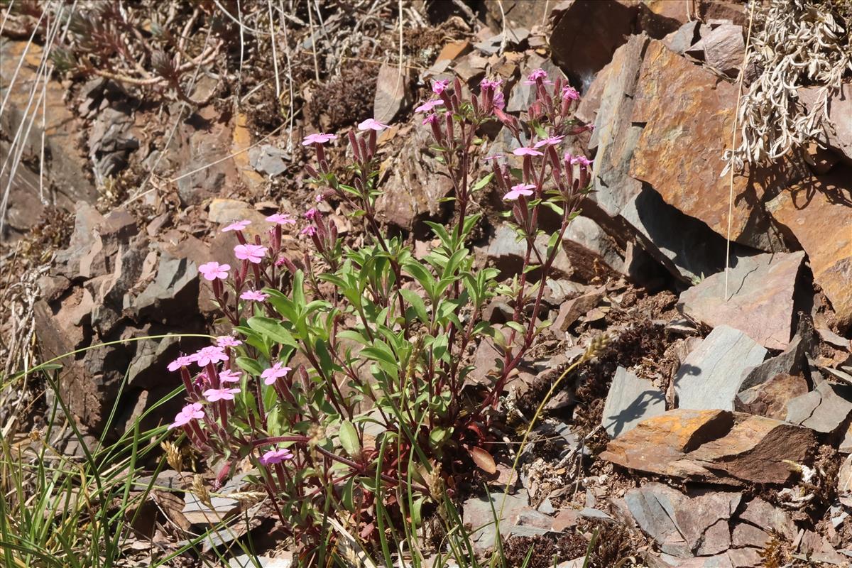 Saponaria ocymoides (door Willem Braam)