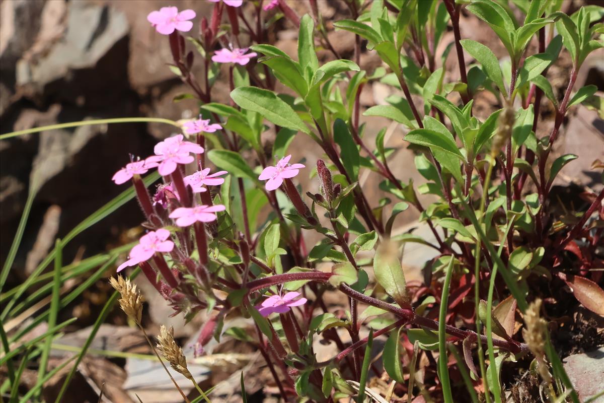 Saponaria ocymoides (door Willem Braam)