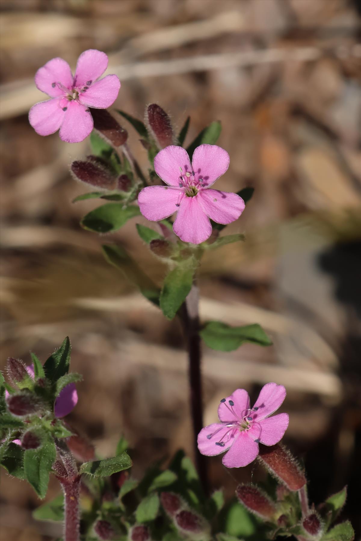 Saponaria ocymoides (door Willem Braam)