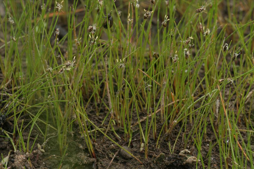 Eleocharis acicularis (door Willem Braam)