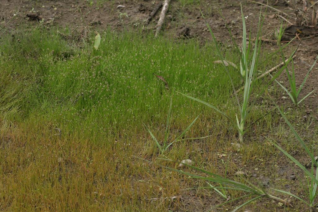 Eleocharis acicularis (door Willem Braam)