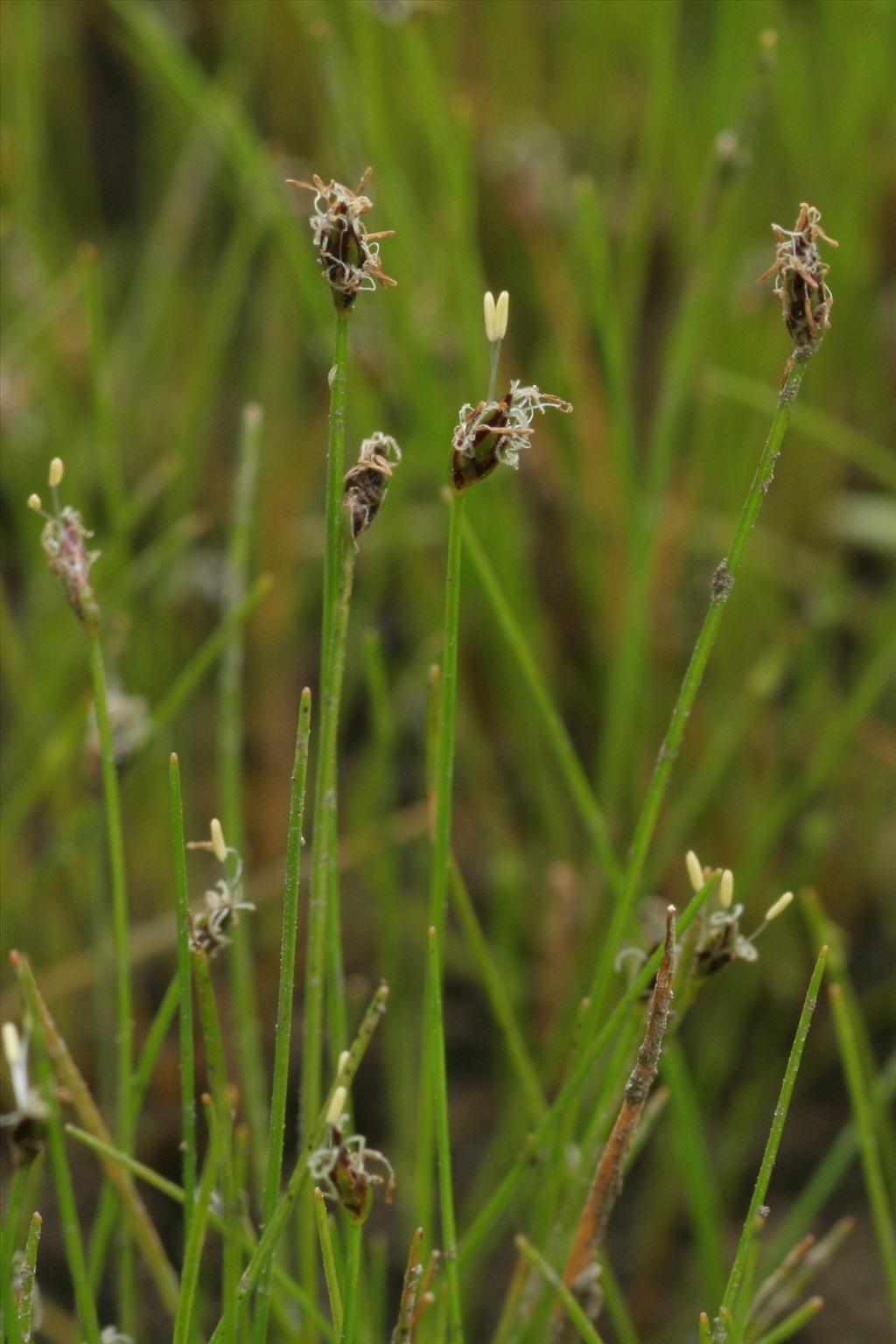 Eleocharis acicularis (door Willem Braam)