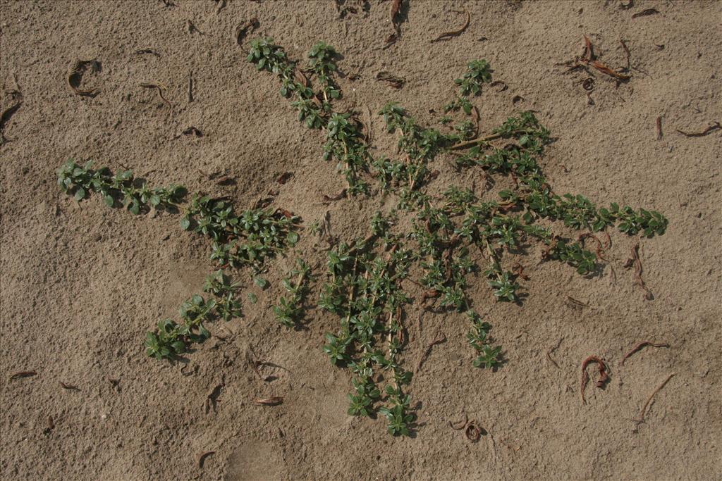 Amaranthus blitoides (door Willem Braam)