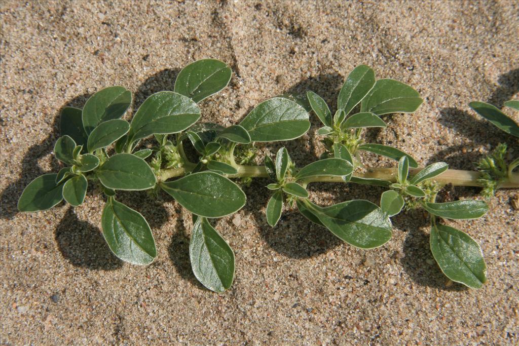 Amaranthus blitoides (door Willem Braam)