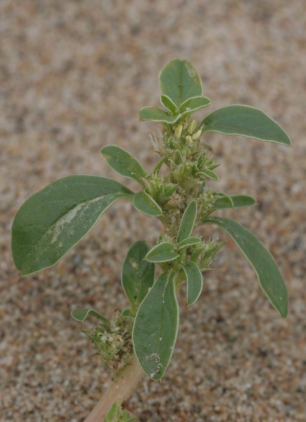 Amaranthus blitoides (door Willem Braam)