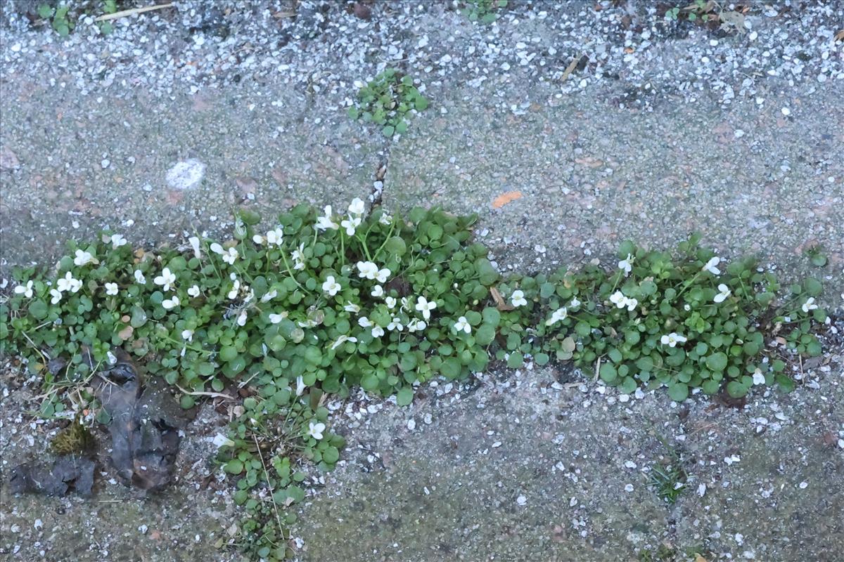 Cardamine corymbosa (door Willem Braam)