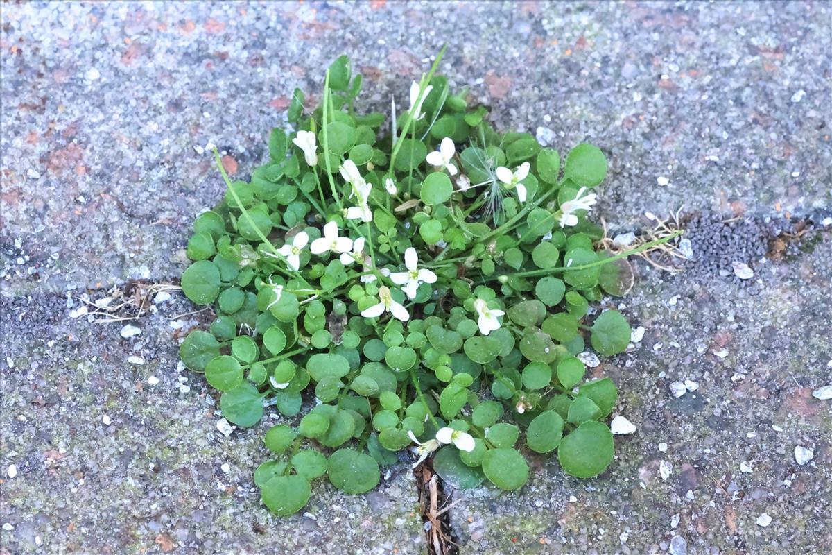 Cardamine corymbosa (door Willem Braam)