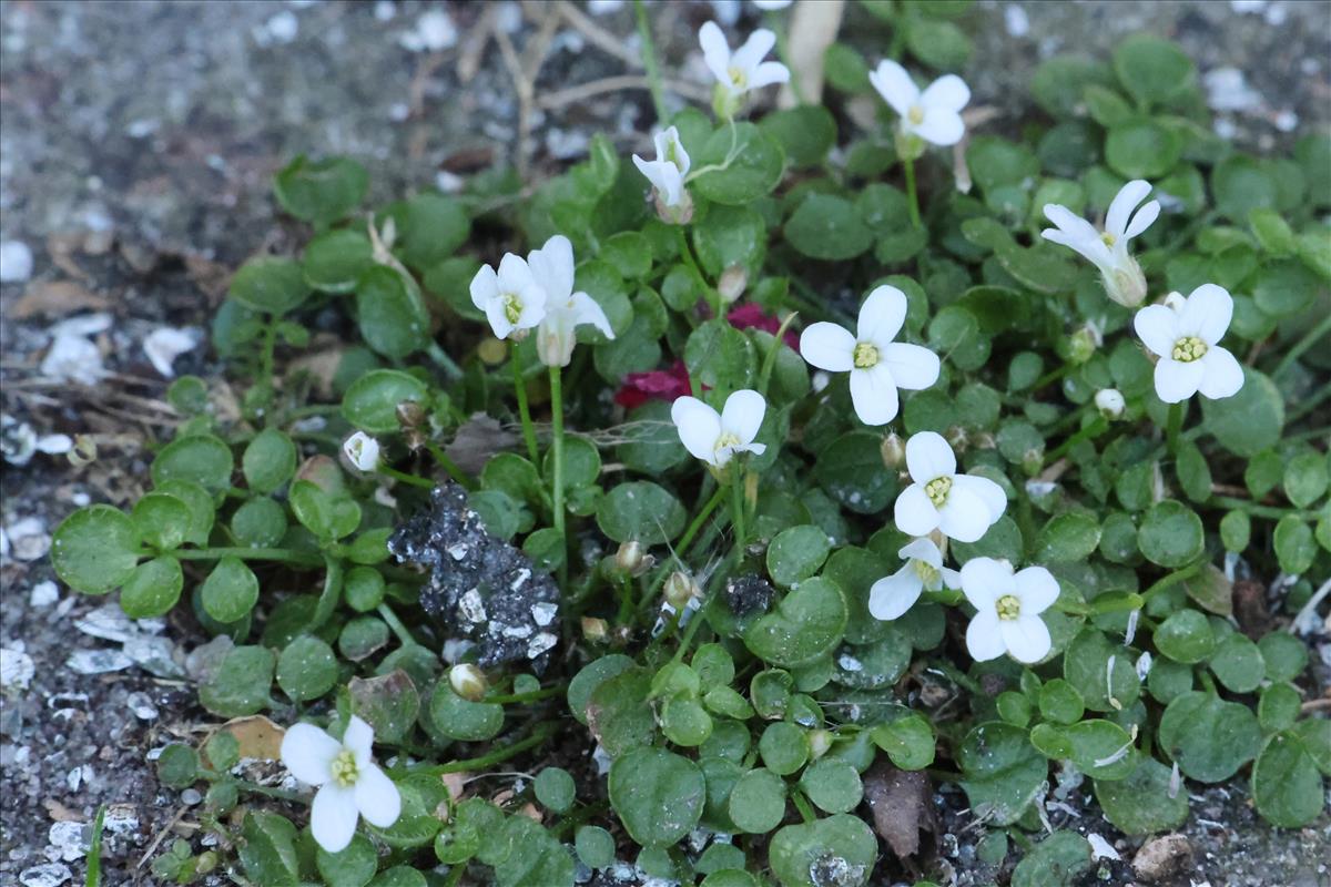 Cardamine corymbosa (door Willem Braam)
