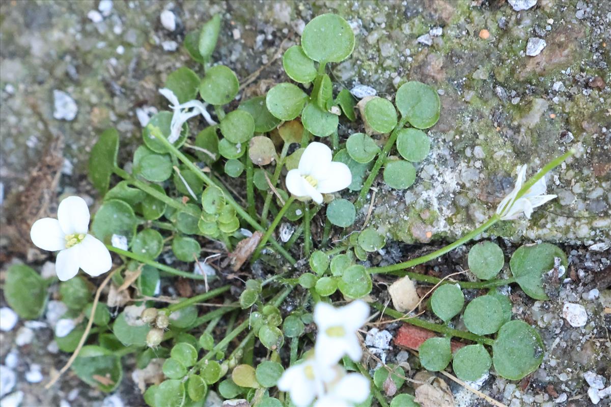 Cardamine corymbosa (door Willem Braam)