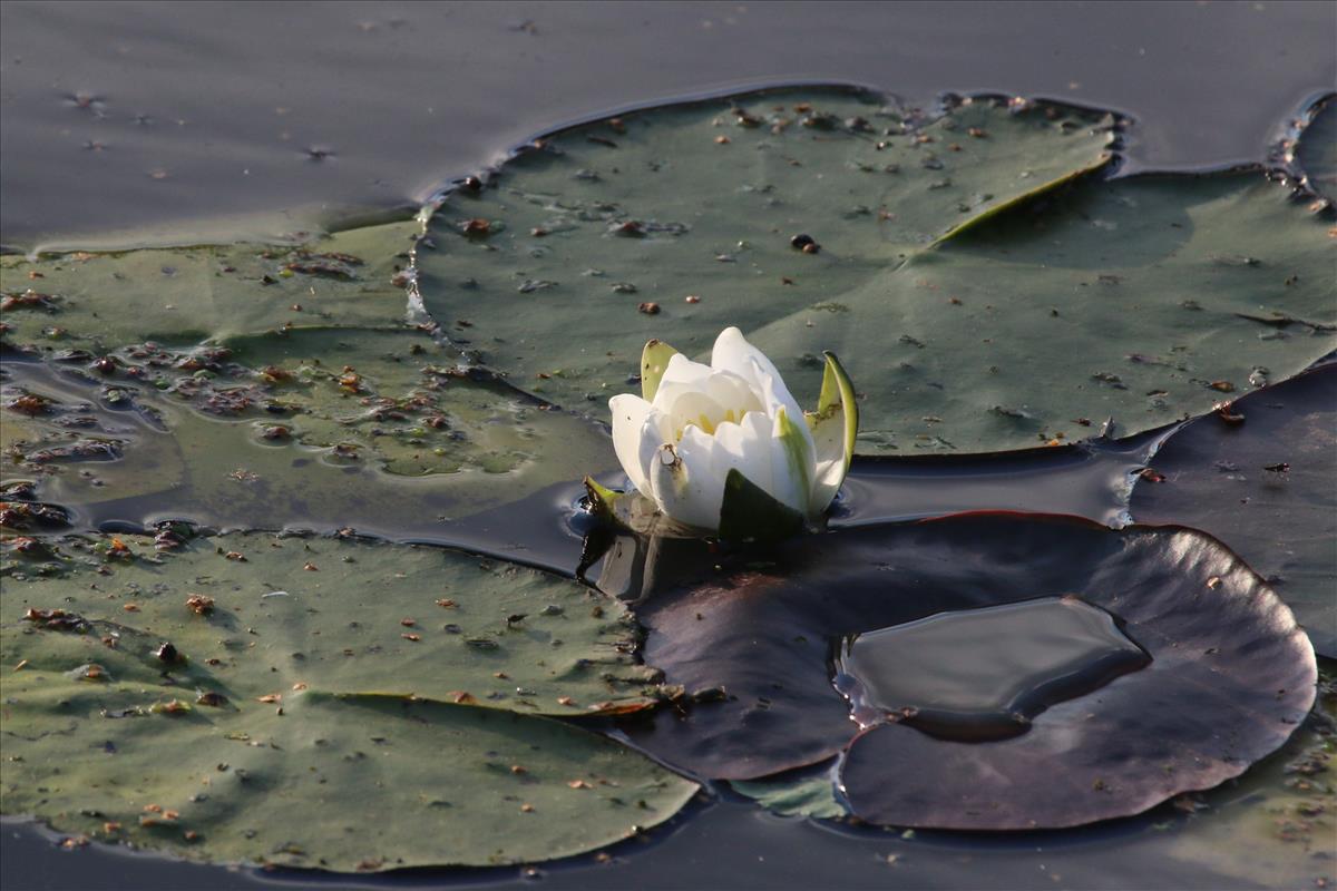 Nymphaea candida (door Willem Braam)