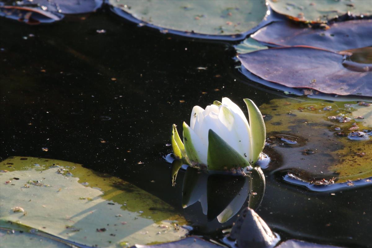 Nymphaea candida (door Willem Braam)