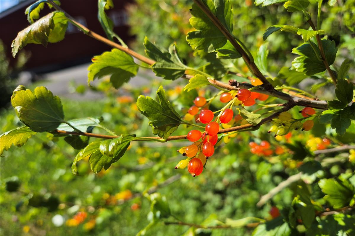 Ribes spicatum (door Willem Braam)