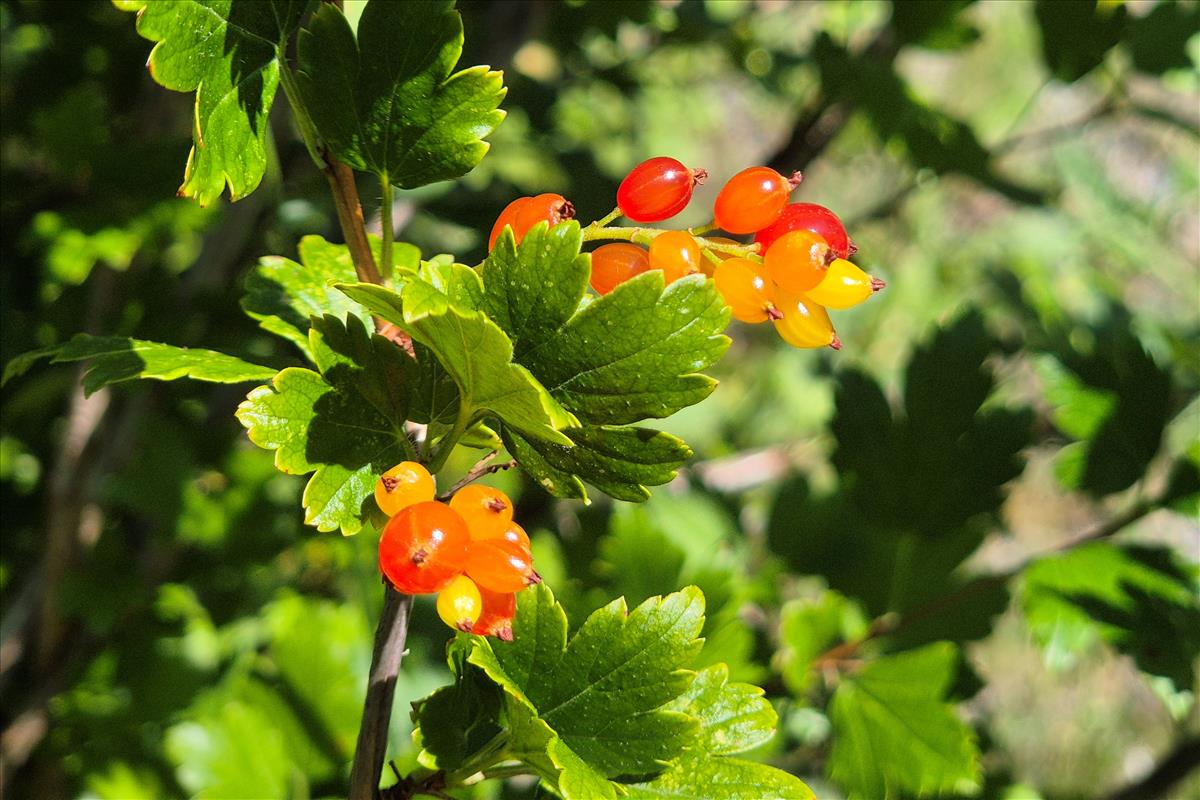 Ribes spicatum (door Willem Braam)