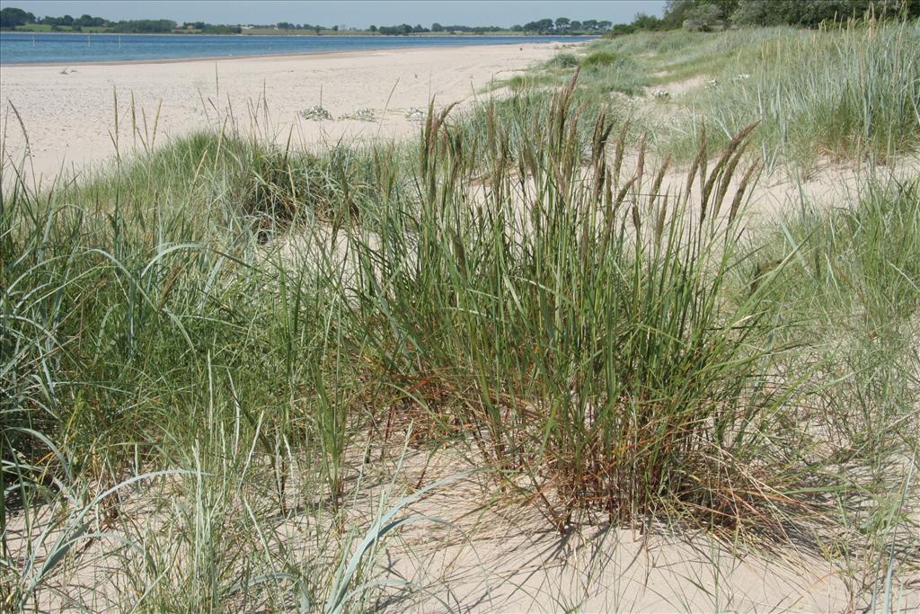 Calamagrostis x calammophila (door Willem Braam)