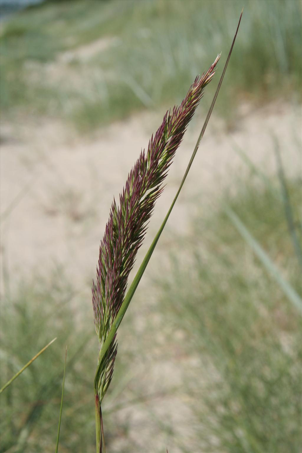 Calamagrostis x calammophila (door Willem Braam)