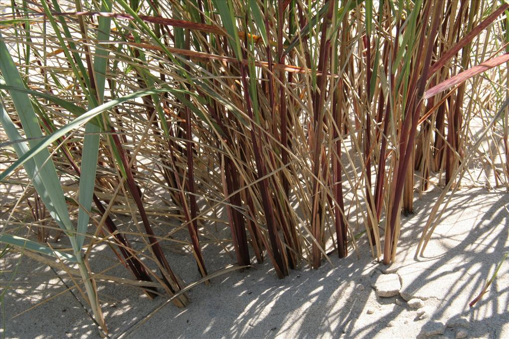 Calamagrostis x calammophila (door Willem Braam)